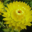 Гелихризум Королевский размер лимонный