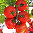 Томат Рафинад F1