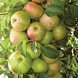 Яблоня колоновидная Гирлянда Яблоня колоновидная Гирлянда