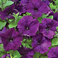 Петуния каскадная Рэмблин Виолет