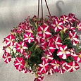 Петуния грандифлора Саксесс 360° Ред Стар