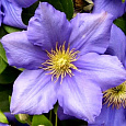 Клематис крупноцветковый Генерал Сикорский