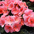 Пеларгония зональная Нано Салмон