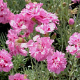 Гвоздика перистая Maggie