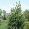 Можжевельник Hibernica Variegata