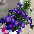 Петуния грандифлора Софистика Блю Морн