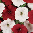 Петуния грандифлора призм Ностальжи