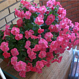 Петуния каскадная Рэмблин Неон Роуз