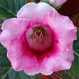 Глоксиния Харизма Розовая