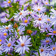 Астра сердцелистная Little Carlow