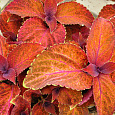 Колеус Визард Сансет