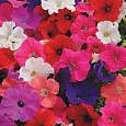 Петуния многоцветковая Колорама микс F2