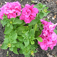 Петуния махровая	Дабл каскад софт пинк