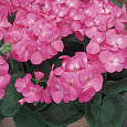Пеларгония зональная Маверик Пинк
