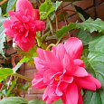 Бегония Клубневая Cascade pink