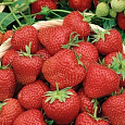 Земляника садовая Диамант Земляника садовая Диамант