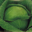 Капуста белокочанная Малахит 