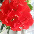 Пеларгония зональная Горизонт Скарлет