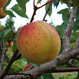 Абрикос обыкновенный Чемпион Севера