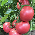 Томат Алеша Попович