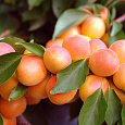 Абрикос обыкновенный Сын Краснощекого