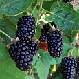 Ежемалина гибридная Boysenberry