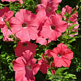 Петуния ампельная F1 Изи Вейв	Корал Риф