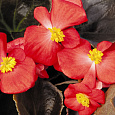 Бегония вечноцветущая бронзоволистная Бада Бум Скарлет