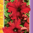 Петуния Гибридная фриллитуния F1 красная