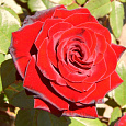 Роза чайно-гибридная Лавли ред
