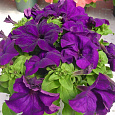 Петуния грандифлора Лимбо Джи Пи	Дип Парпл