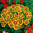 Бархатцы отклоненные немахровые Шаловливая Мариэтта
