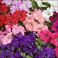 Петуния грандифлора Тритуния Микс