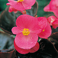 Бегония вечноцветущая бронзоволистная Гавана Роуз
