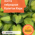 Хоста гибридная Капитан Кирк Хоста гибридная Капитан Кирк