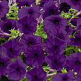 Петуния ампельная Саксесс Блю