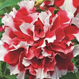 Петуния махровая многоцветковая Дуо ред энд вайт