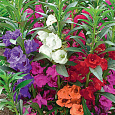 Бальзамин (Импатиенс) Tom Tamb смесь
