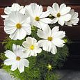 Космея Сенсация Белая