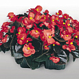 Бегония вечноцветущая бронзоволистная Коктейль Водка