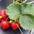 Земляника садовая Элеганс
