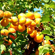 Абрикос обыкновенный Триумф Северный