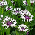Василек (Волошка) горный Purple Heart