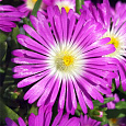 Делосперма Купера Suntropic Purple