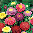 Астра помпонная Сентябрьский Букет