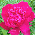 Пион травянистый Инспектор Лаверн