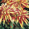 Амарант трехцветный Иллюминация