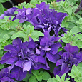 Петуния махровая	Дабл каскад блю