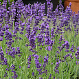 Лаванда узколистная Манстэд