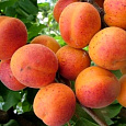 Абрикос обыкновенный Сын Краснощекого